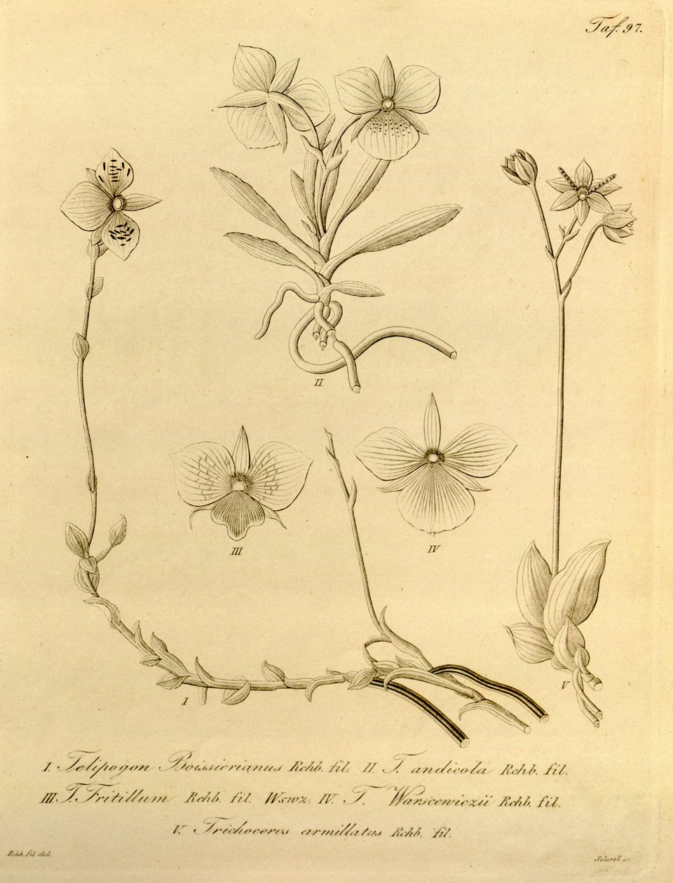 Denne filen kommer fra Biodiversity Heritage Library, og er tilgjengelig online på biodiversitylibrary.org/page/696497 av Heinrich Gustav Reichenbach
