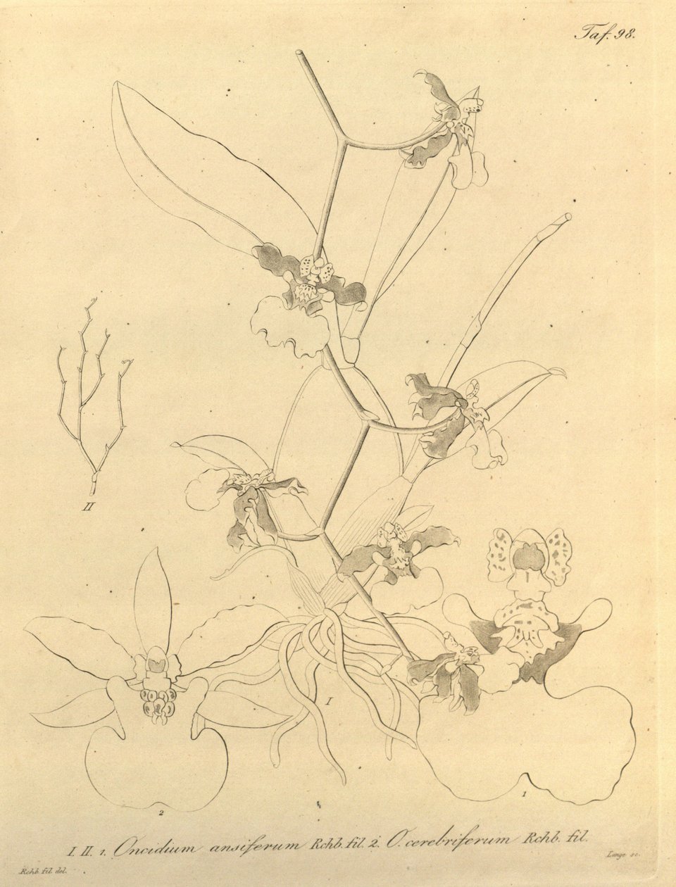 Denne filen kommer fra Biodiversity Heritage Library, og er tilgjengelig online på biodiversitylibrary.org/page/696498 av Heinrich Gustav Reichenbach