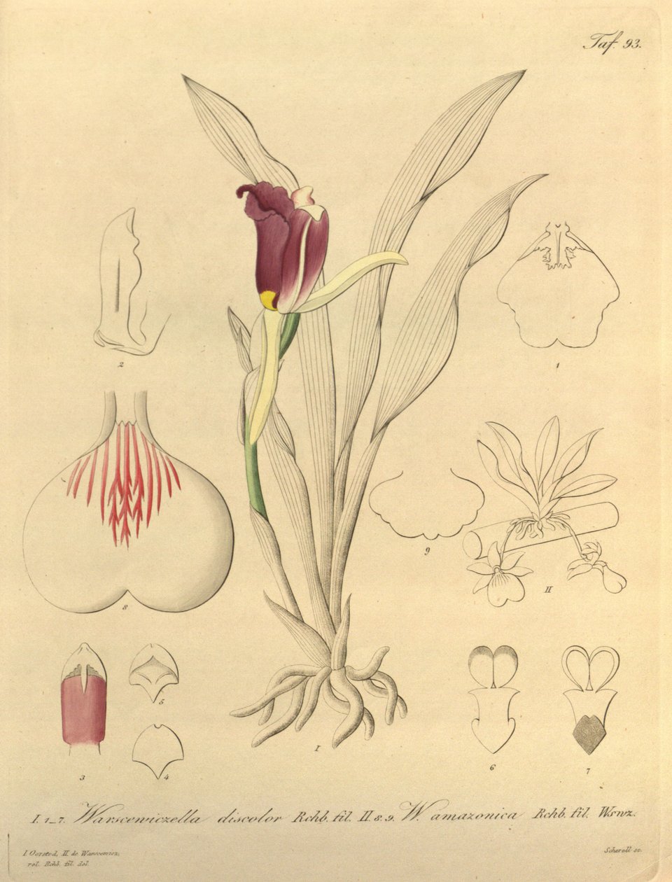 Denne filen kommer fra Biodiversity Heritage Library, og er tilgjengelig online på biodiversitylibrary.org/page/696493 av Heinrich Gustav Reichenbach