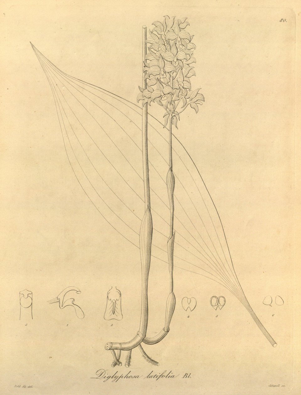 Denne filen kommer fra Biodiversity Heritage Library, og er tilgjengelig online på biodiversitylibrary.org/page/696480 av Heinrich Gustav Reichenbach