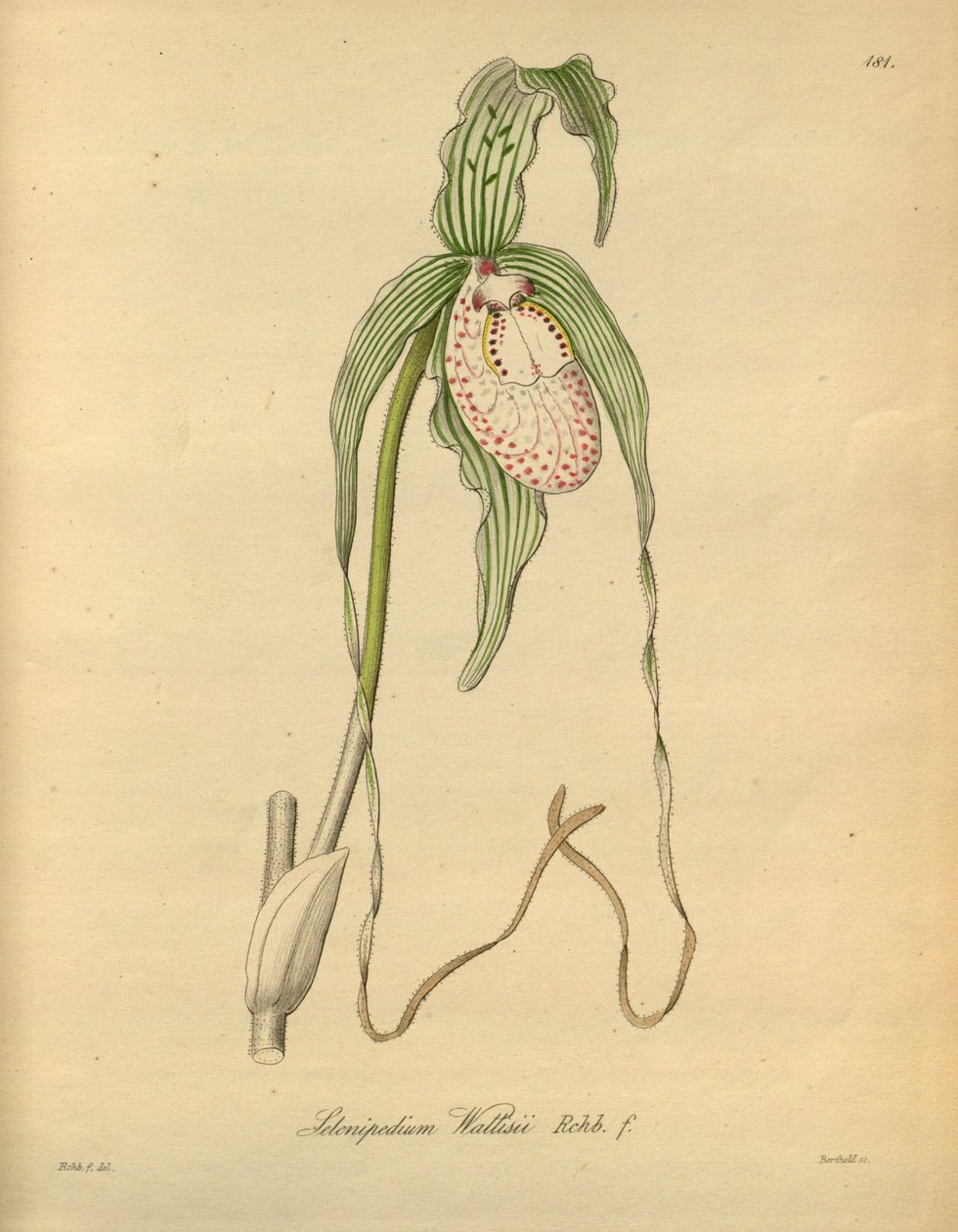 Denne filen kommer fra Biodiversity Heritage Library, og er tilgjengelig online på biodiversitylibrary.org/page/698377 av Heinrich Gustav Reichenbach
