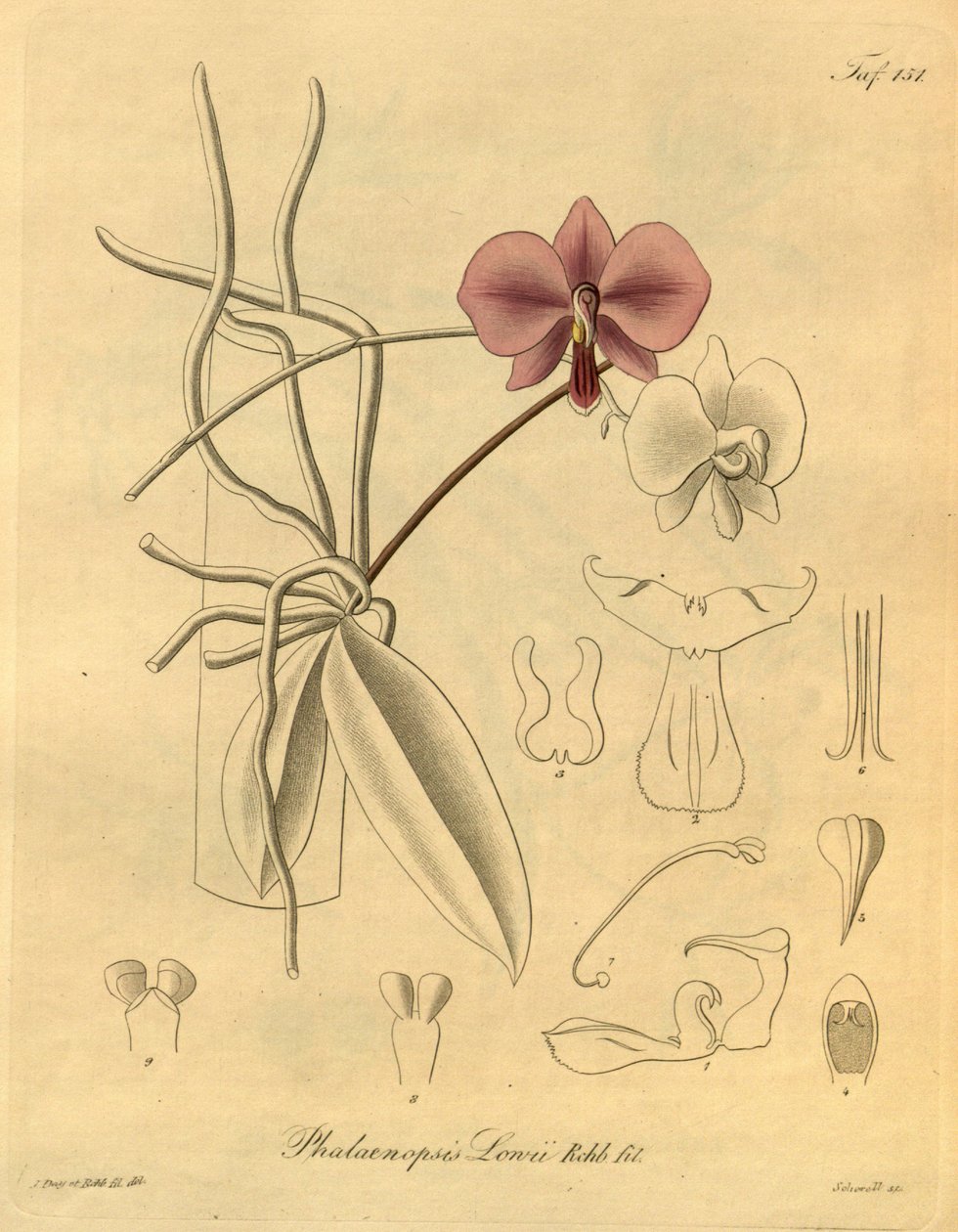 Denne filen kommer fra Biodiversity Heritage Library, og er tilgjengelig online på biodiversitylibrary.org/page/698347 av Heinrich Gustav Reichenbach