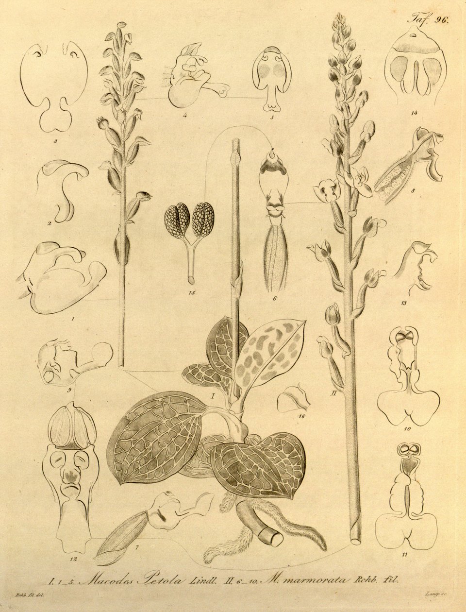 Denne filen kommer fra Biodiversity Heritage Library, og er tilgjengelig online på biodiversitylibrary.org/page/696496 av Heinrich Gustav Reichenbach
