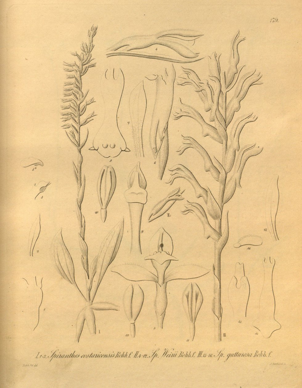 Denne filen kommer fra Biodiversity Heritage Library, og er tilgjengelig online på biodiversitylibrary.org/page/698375 av Heinrich Gustav Reichenbach