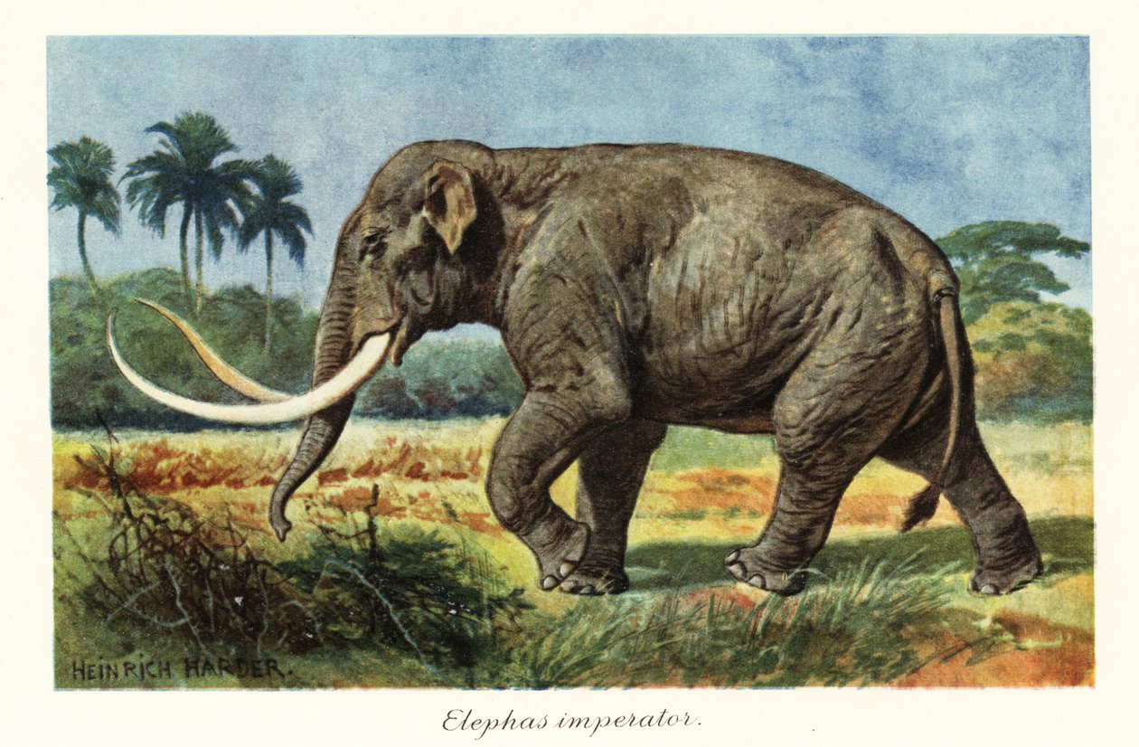 Columbianske mammututdøde arter av mammut, Pleistocene., 1908 (Trykk) av Heinrich Harder
