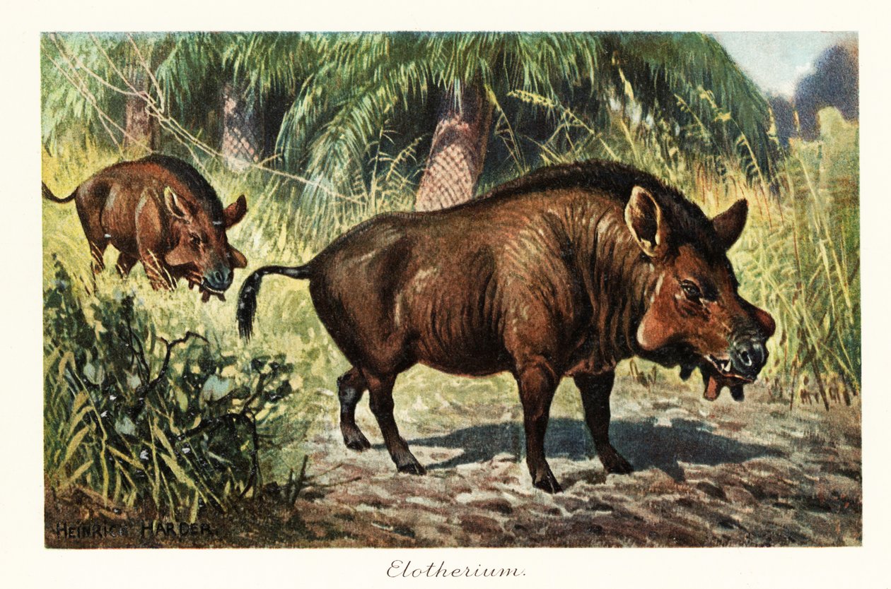 Entelodon, utdødd slekt av entelodont artiodactyl., 1908 (Trykk) av Heinrich Harder