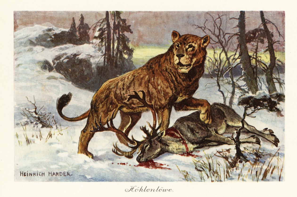 Eurasisk huleløve, Panthera spelaea., 1908 (Trykk) av Heinrich Harder