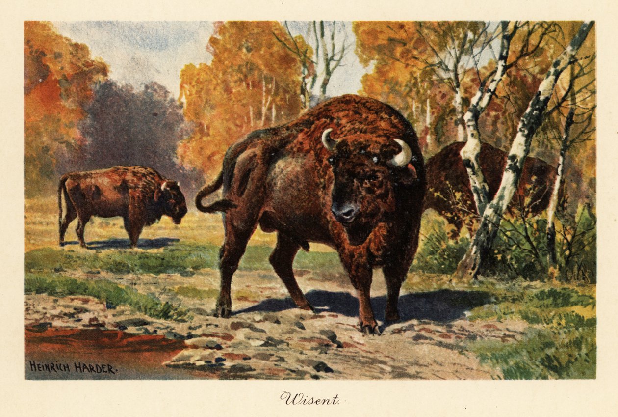 Europeisk bison eller zubr i en skoglysning. av Heinrich Harder