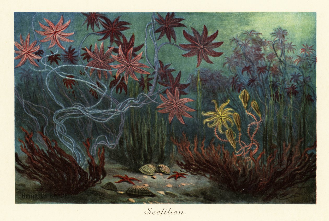 Utdødde sjøliljer eller crinoider, Crinoidea, på havbunnen., 1908 (Trykk) av Heinrich Harder