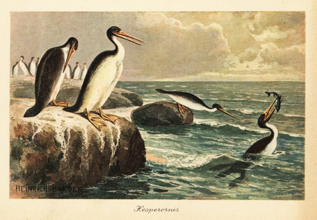 Hesperornis regalis, utdødd flygeløs fugl, kritt. av Heinrich Harder