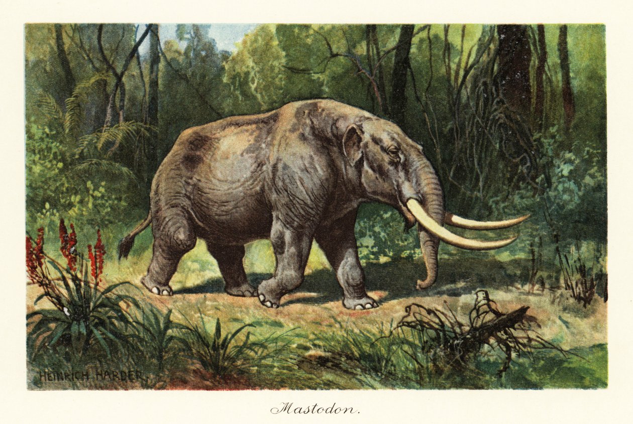 Mastodont av den utdødde slekten Mammuthus., 1908 (Trykk) av Heinrich Harder
