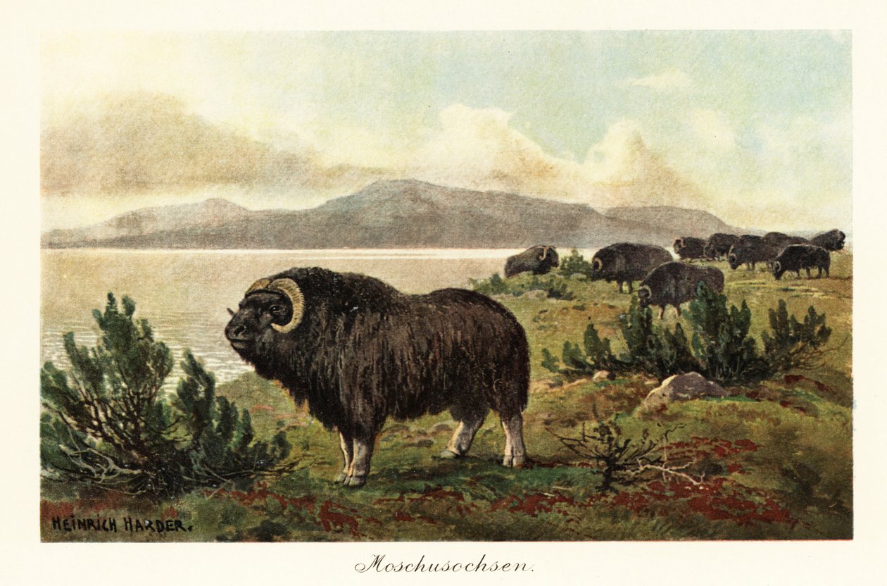 Moskus eller moskus, Ovibos moschatus., 1908 (Trykk) av Heinrich Harder