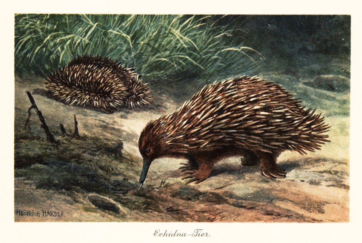 Kortnebb echidna, Tachyglossus aculeatus, søker etter mat. av Heinrich Harder