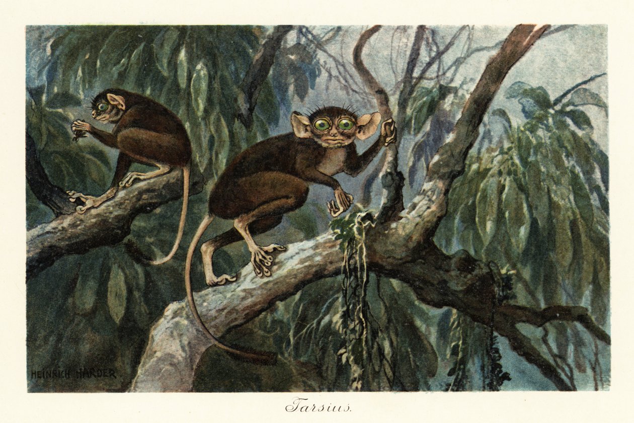Tarsius, haplorrhine-primatslekt av tarsiers., 1908 (Trykk) av Heinrich Harder