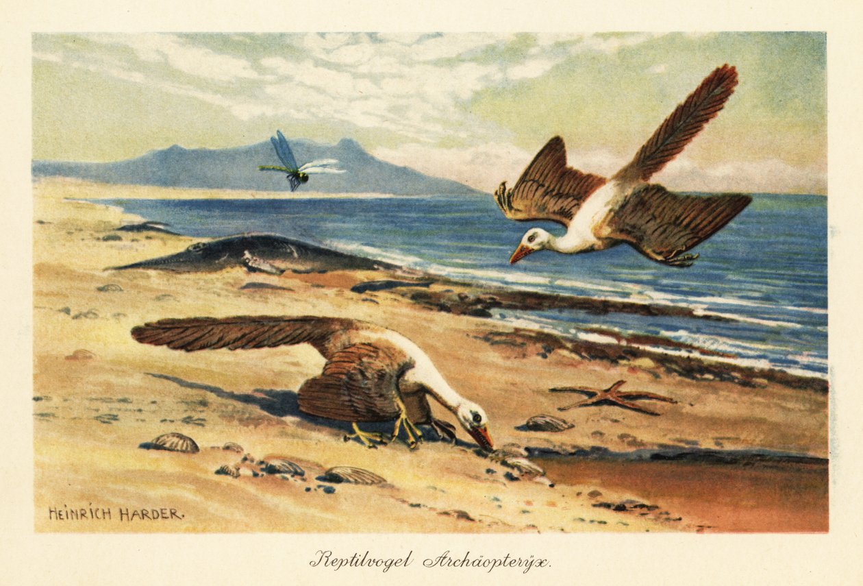 To Archaeopteryx som søker på fjæra. av Heinrich Harder