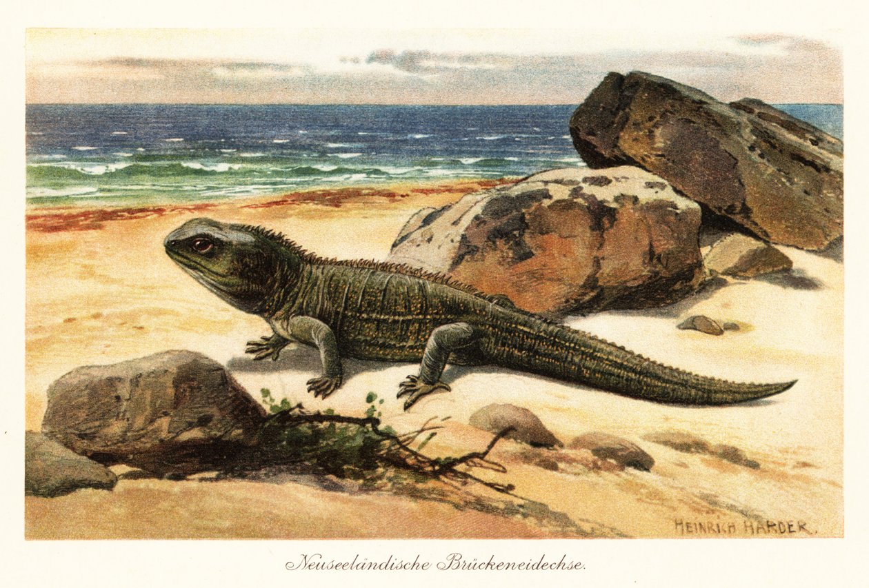 Sårbar tuatara, Sphenodon punctatus, i kysten. av Heinrich Harder