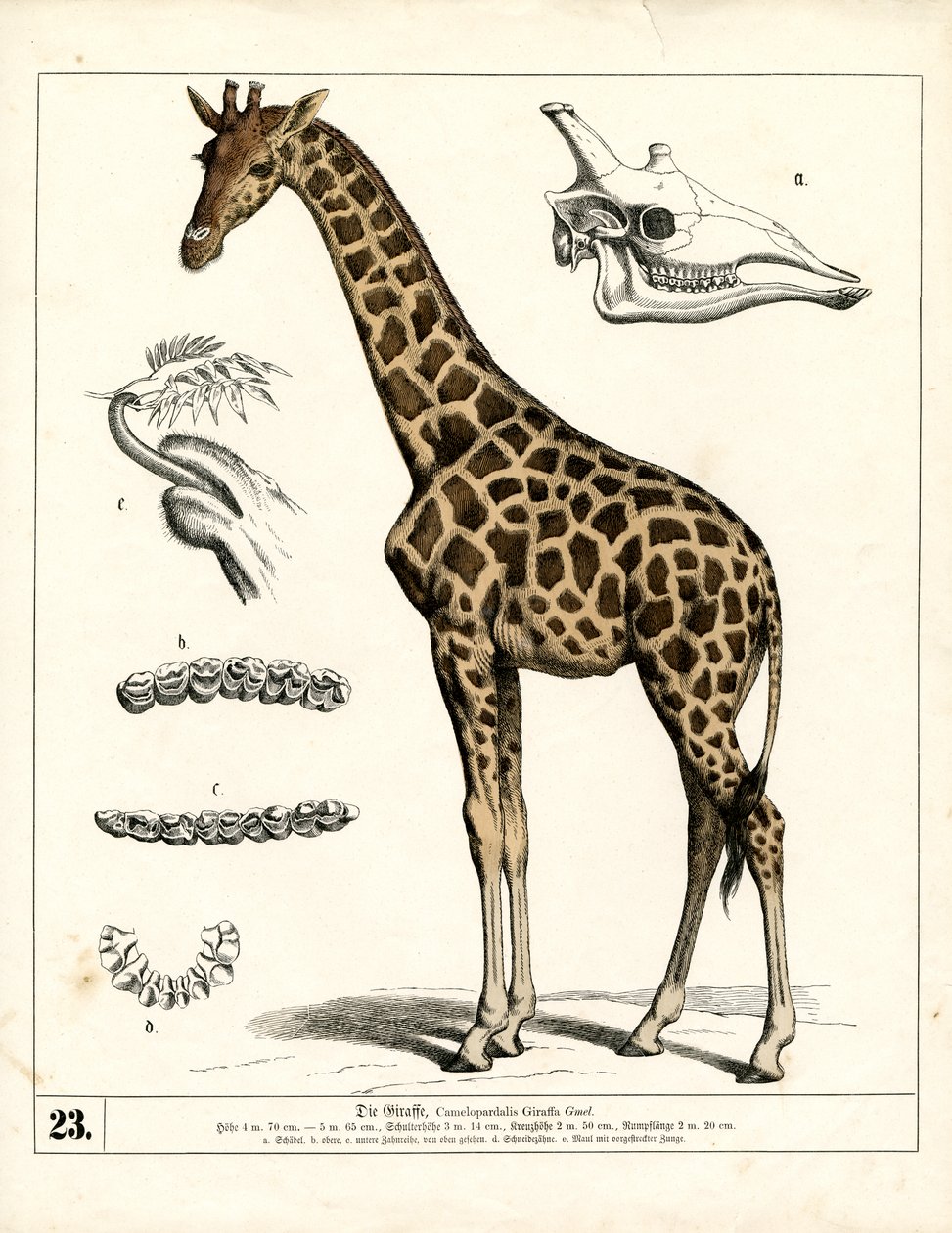  av Heinrich Leutemann