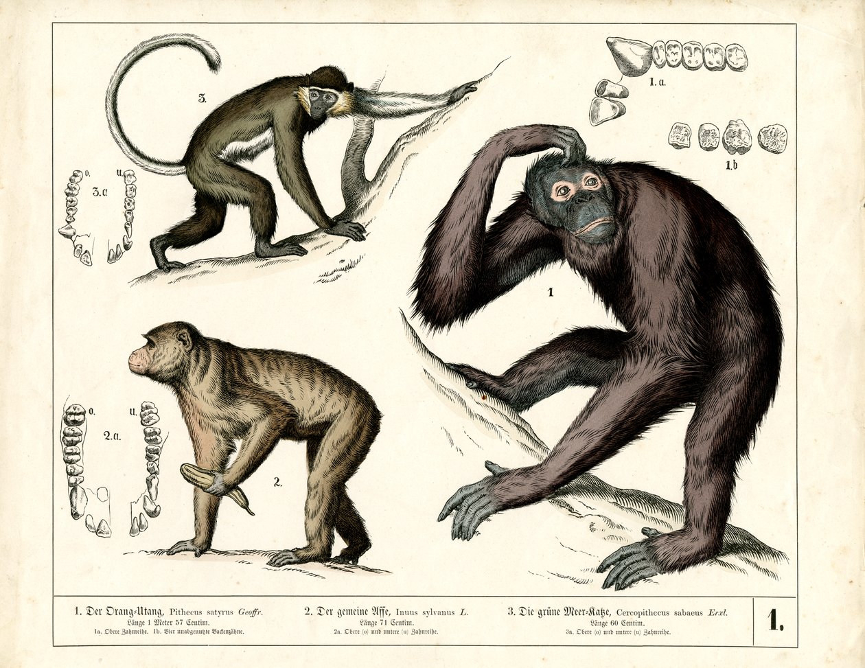 Store aper: Orangutang, Sjimpanse og Guenon av Heinrich Leutemann