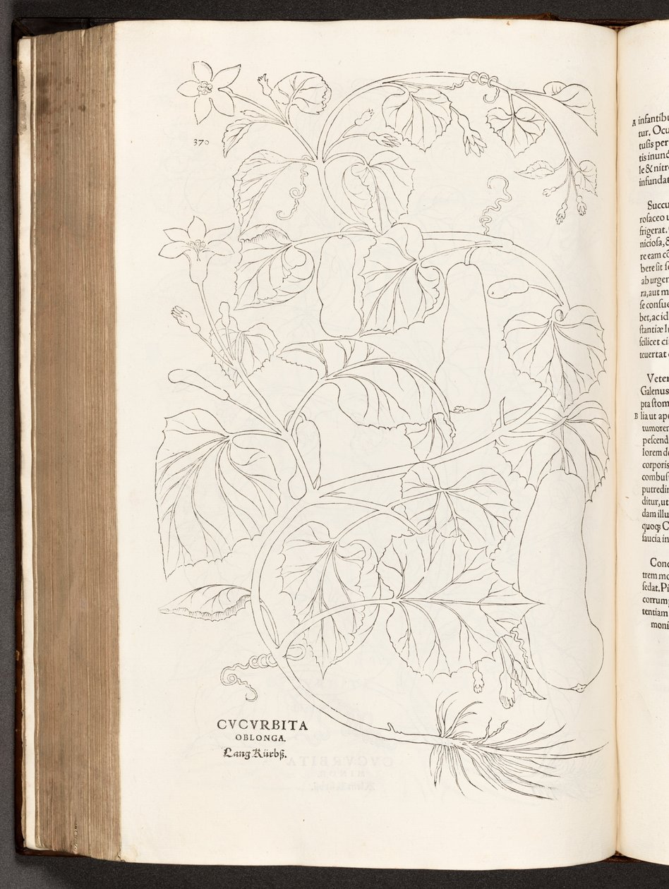 BT3.26.5 s.370 Courgette, illustrasjon fra The history of racial commentaries av Leonhart Fuchs, 1542 av Heinrich and Meyer, Albert Fullmaurer