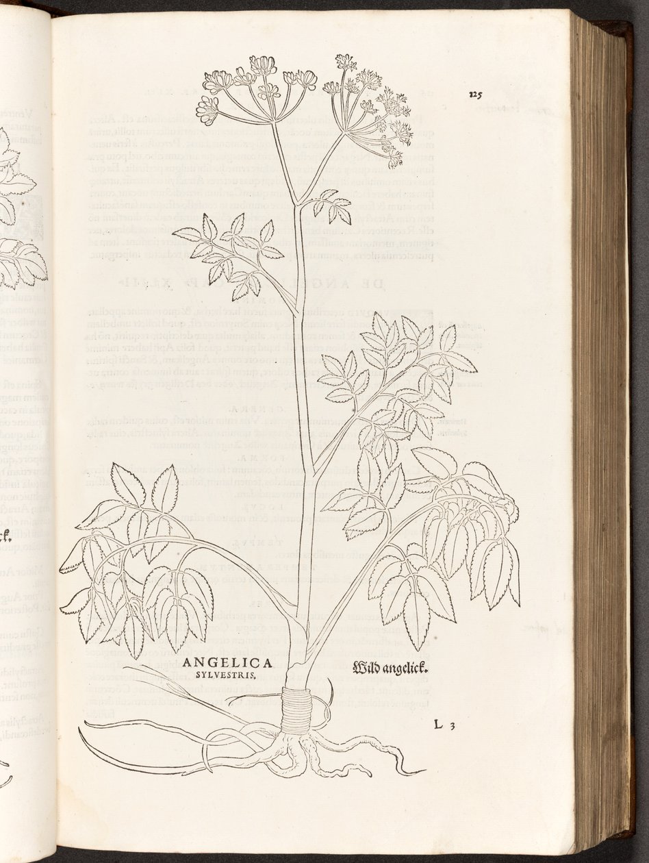BT3.267.5 s.125 Wild Angelica, illustrasjon fra The history of racial commentaries av Leonhart Fuchs, 1542 av Heinrich and Meyer, Albert Fullmaurer