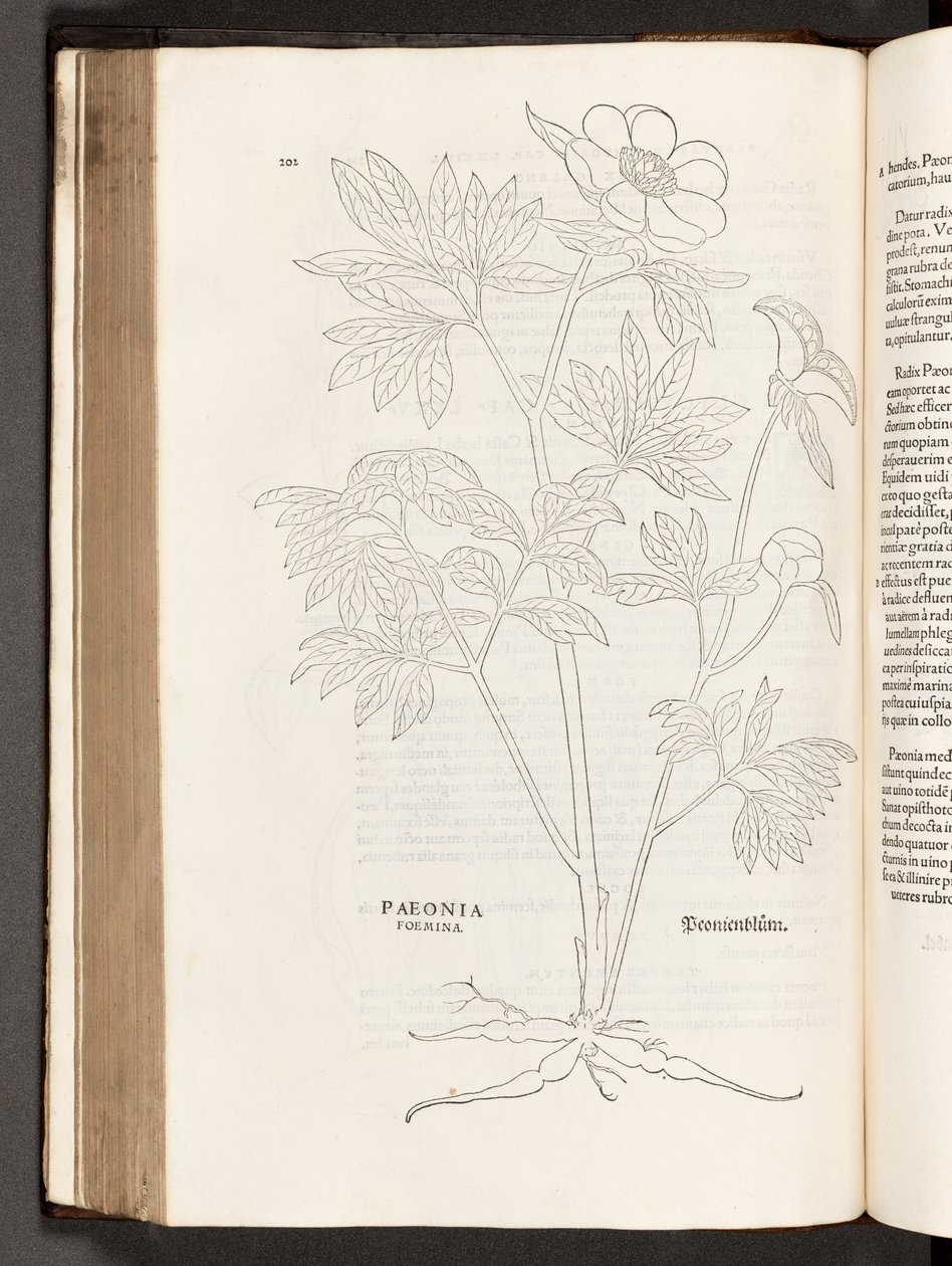 BT3.267.5 s.311 Paeony, illustrasjon fra The history of racial commentaries av Leonhart Fuchs, 1542 av Heinrich and Meyer, Albert Fullmaurer