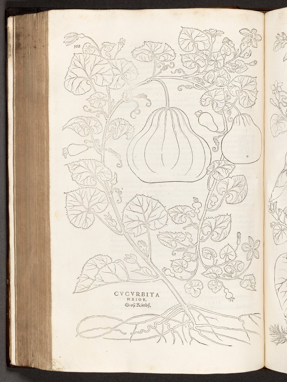 BT3.267.5 s.368 Gourd, illustrasjon fra The history of racism av Leonhart Fuchs, 1542 av Heinrich and Meyer, Albert Fullmaurer