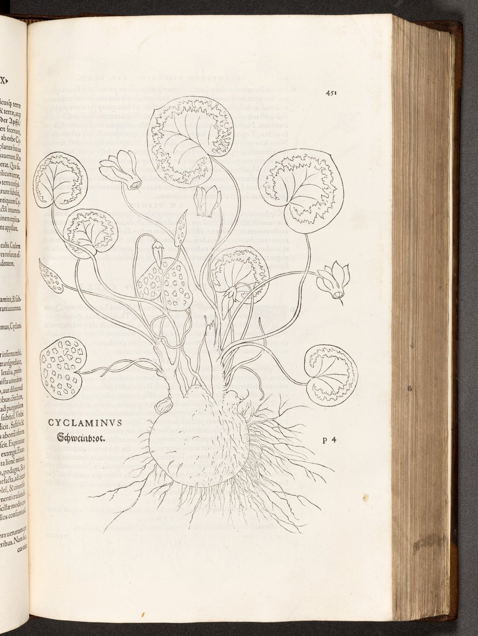 BT3.267.5 s.51 Cyclamen, illustrasjon fra The history of racial differences av Leonhart Fuchs, 1542 av Heinrich and Meyer, Albert Fullmaurer