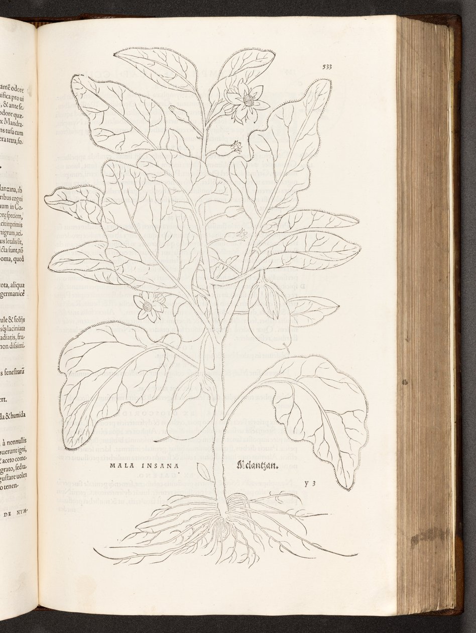 BT3.267.5 s.533 Aubergine, illustrasjon fra The history of racial commentaries av Leonhart Fuchs, 1542 av Heinrich and Meyer, Albert Fullmaurer