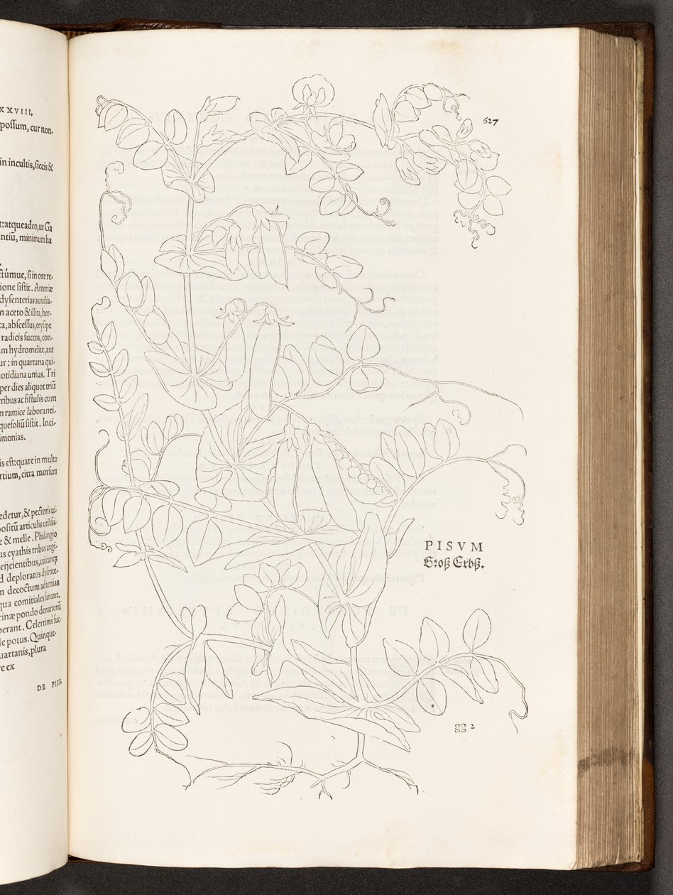 BT3.267.5. s.627 Pea, illustrasjon fra The history of racial commentaries av Leonhart Fuchs, 1542 av Heinrich and Meyer, Albert Fullmaurer