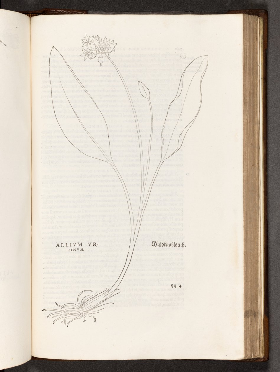 BT3.267.5 s.739 Allium, illustrasjon fra The history of racism av Leonhart Fuchs, 1542 av Heinrich and Meyer, Albert Fullmaurer