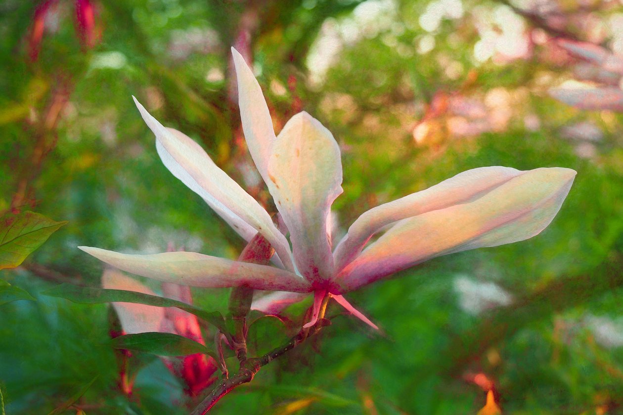 Magnolia, 2018, av Helen White