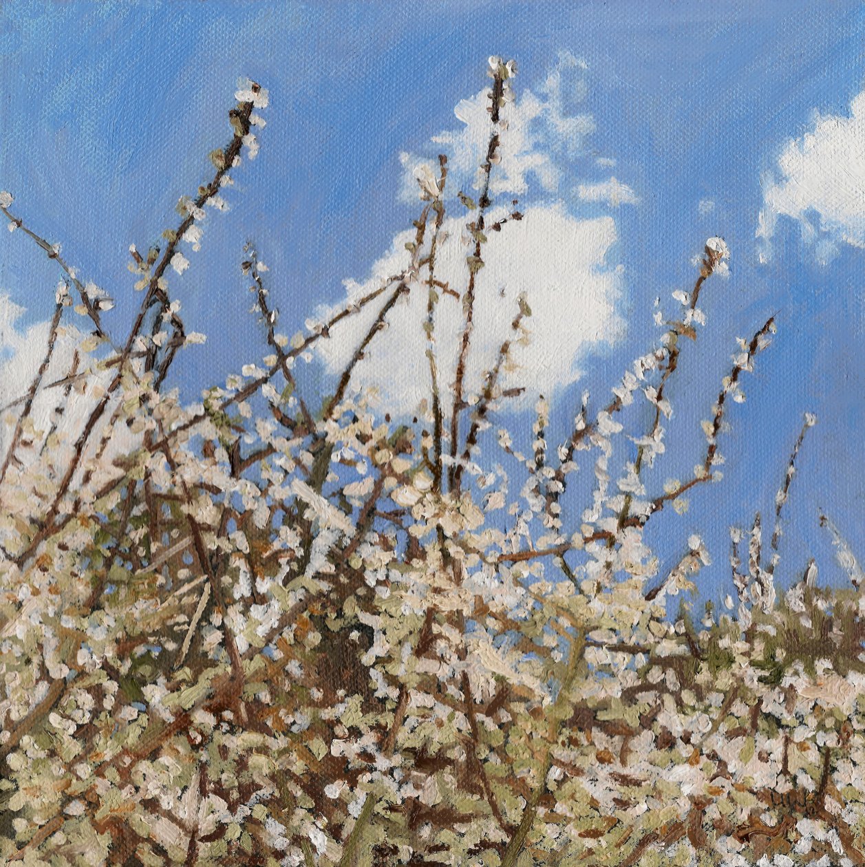 Mayflower, 2012, av Helen White