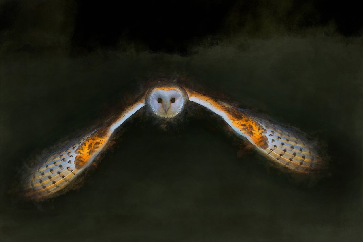 Nattflyvning, 2018, av Helen White