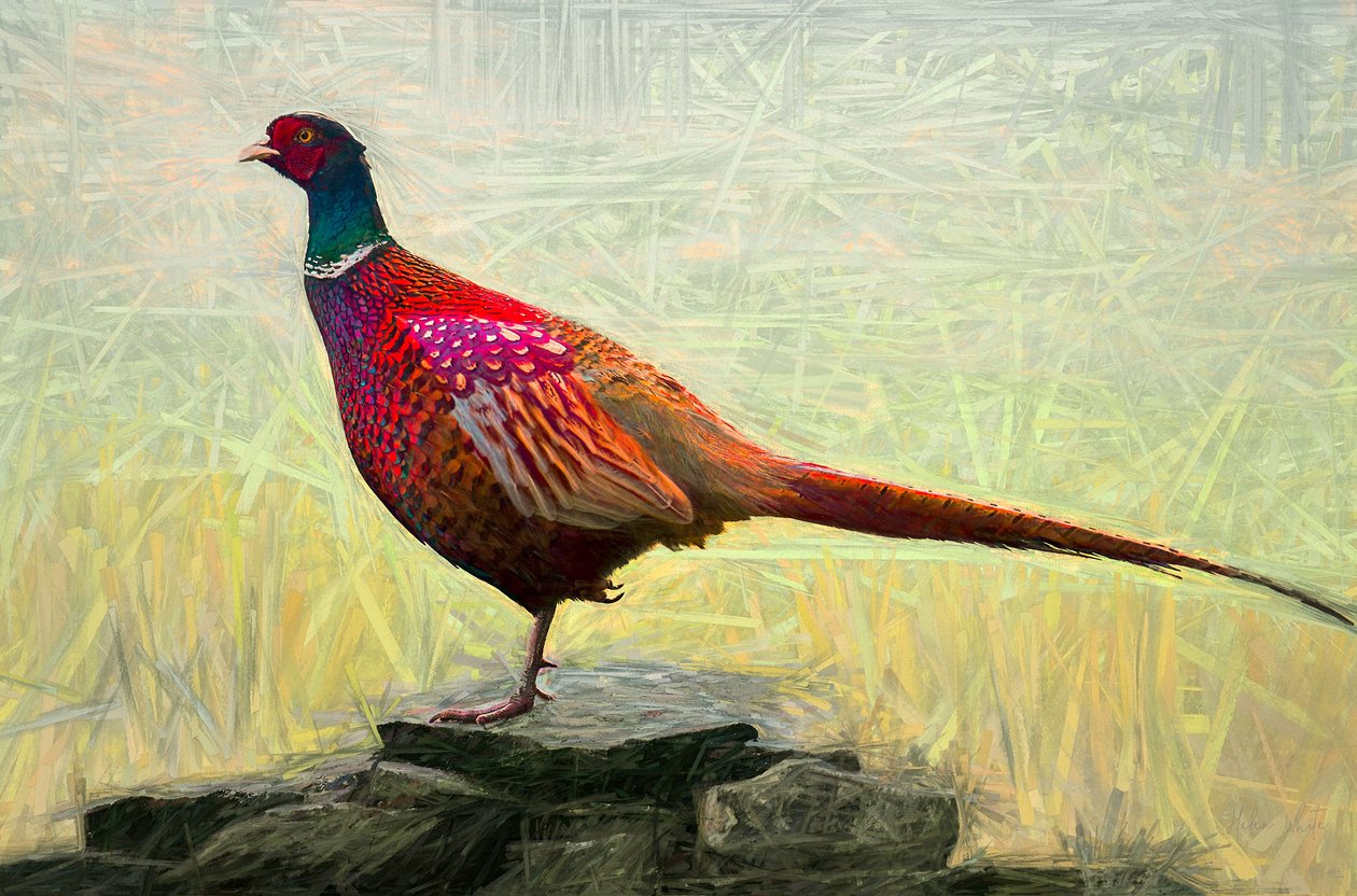 Pleasant Pheasant, 2018, av Helen White