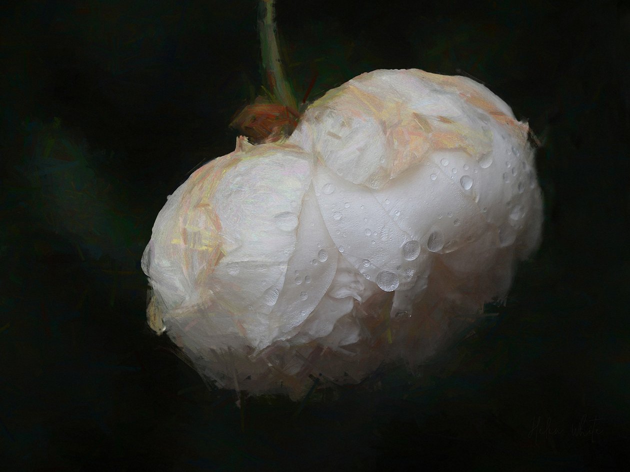 Pure White, 2018, av Helen White
