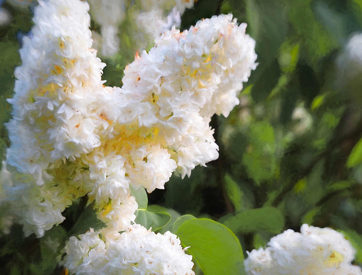 Pure White Lilac, 2018, av Helen White