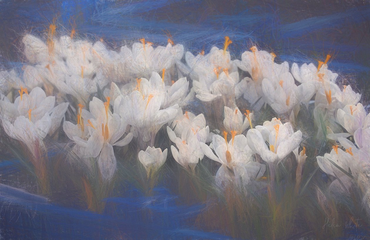 Vårkrokus, 2018, av Helen White