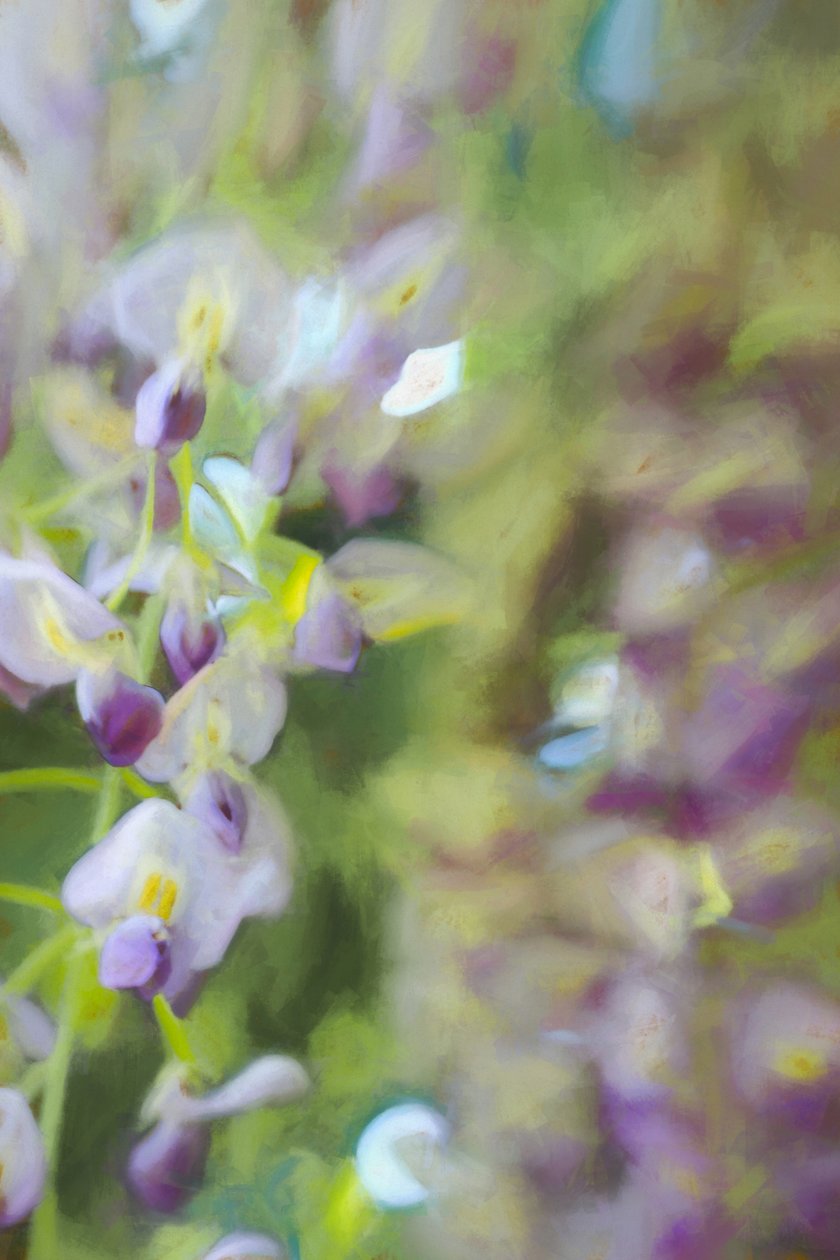 Under Wisteria, 2018, av Helen White