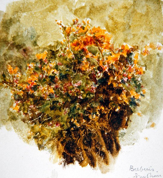 Berberis, Sunshine (akvarell på papir) av Helen Allingham