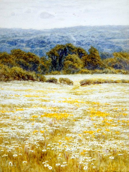 Oxeye Daisies, nær Westerham, Kent (akvarell på papir) av Helen Allingham