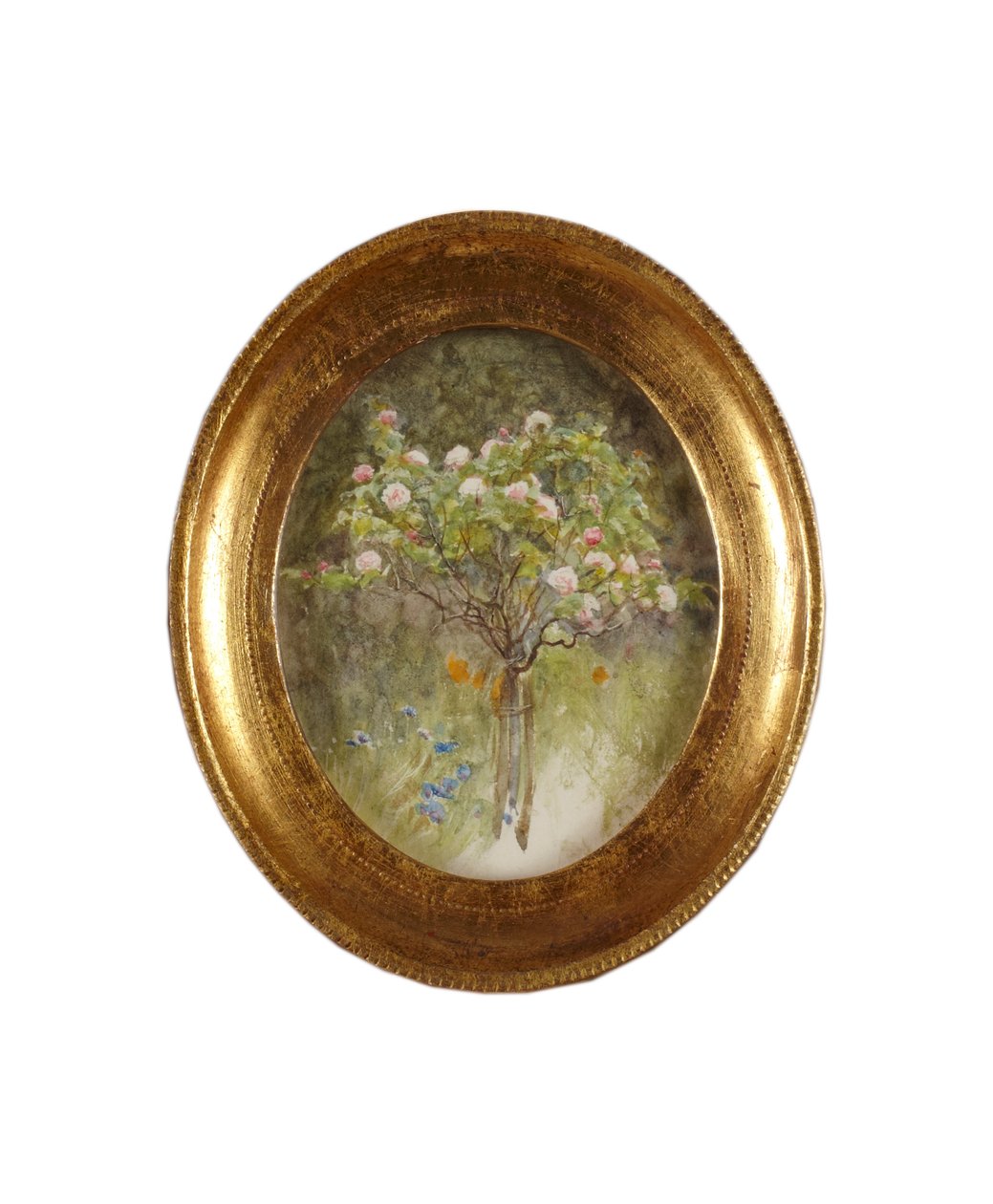 Rosebusk og iris (akvarell på papir) av Helen Allingham