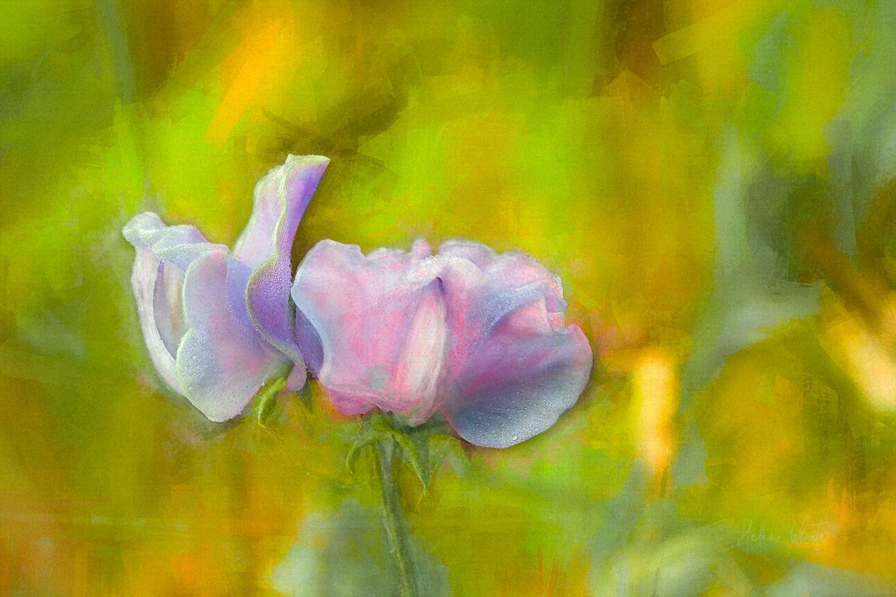 Autumn Sweetpea I, 2018 av Helen White