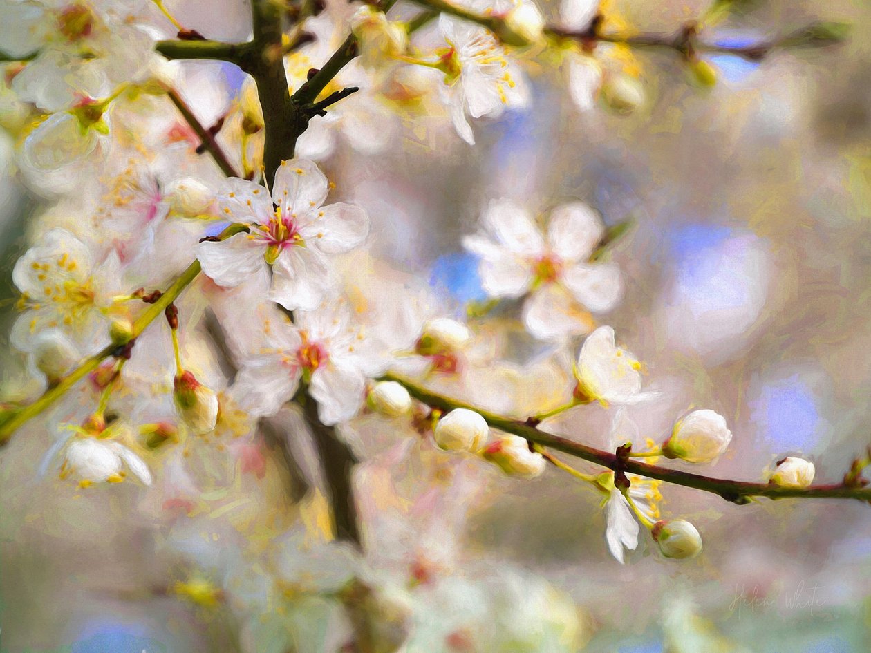 Blossom Joy, 2019 av Helen White