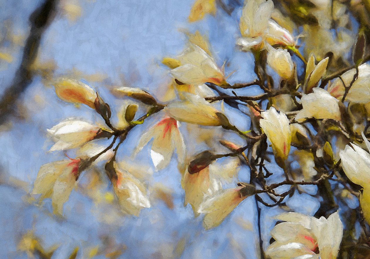 Blue Sky Magnolia, 2019 av Helen White