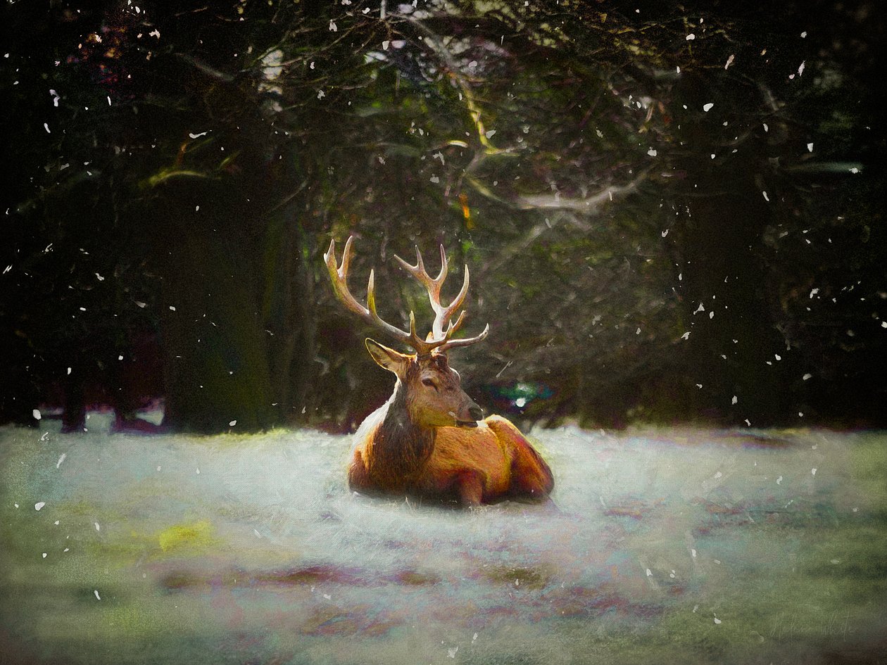 Julehjort, 2019 av Helen White
