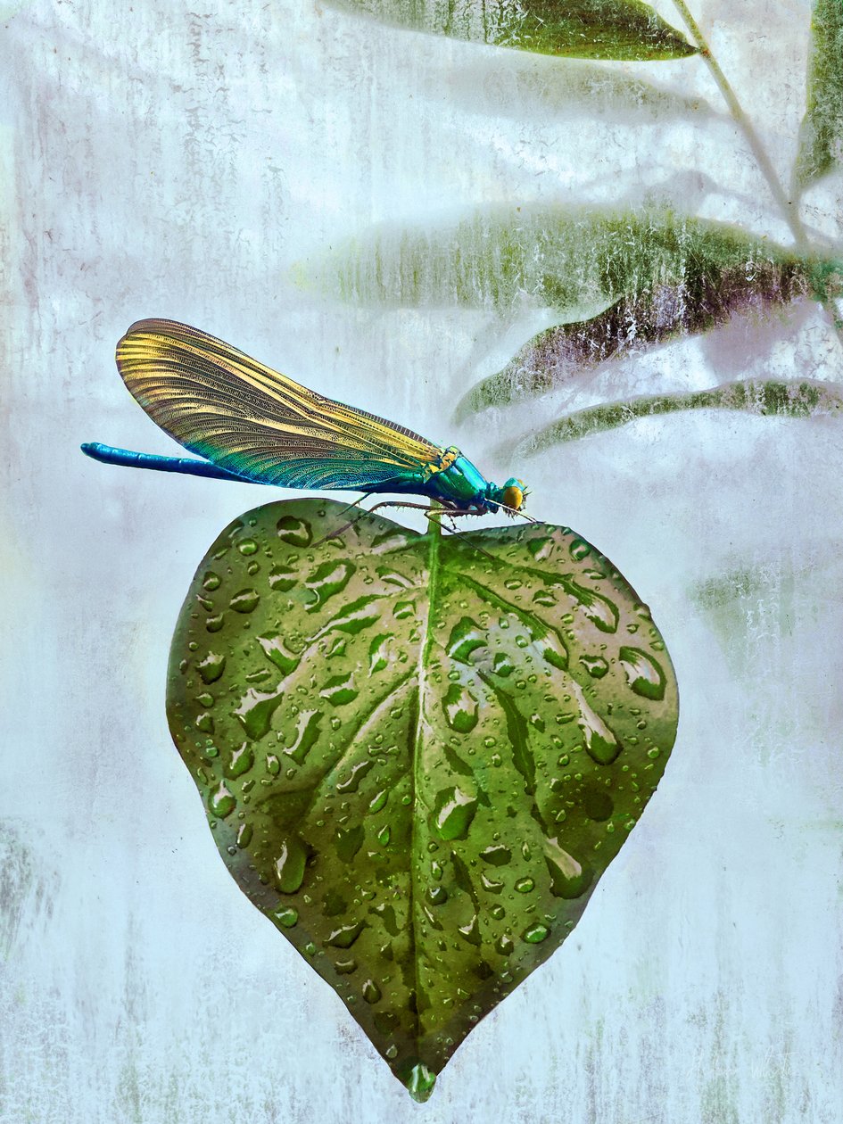 Flybesøk, 2019 av Helen White