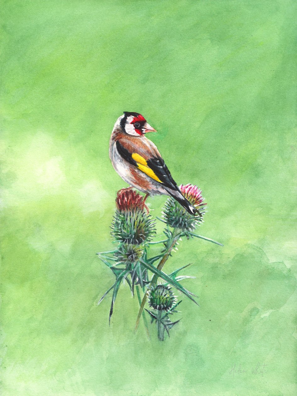 Goldfinch II, 2021 (akvarell) av Helen White
