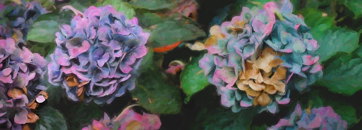 Hortensia, 2018, av Helen White