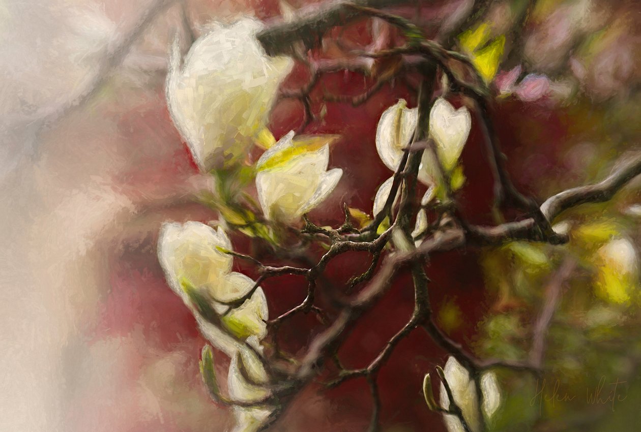 Magnolia, 2018 av Helen White