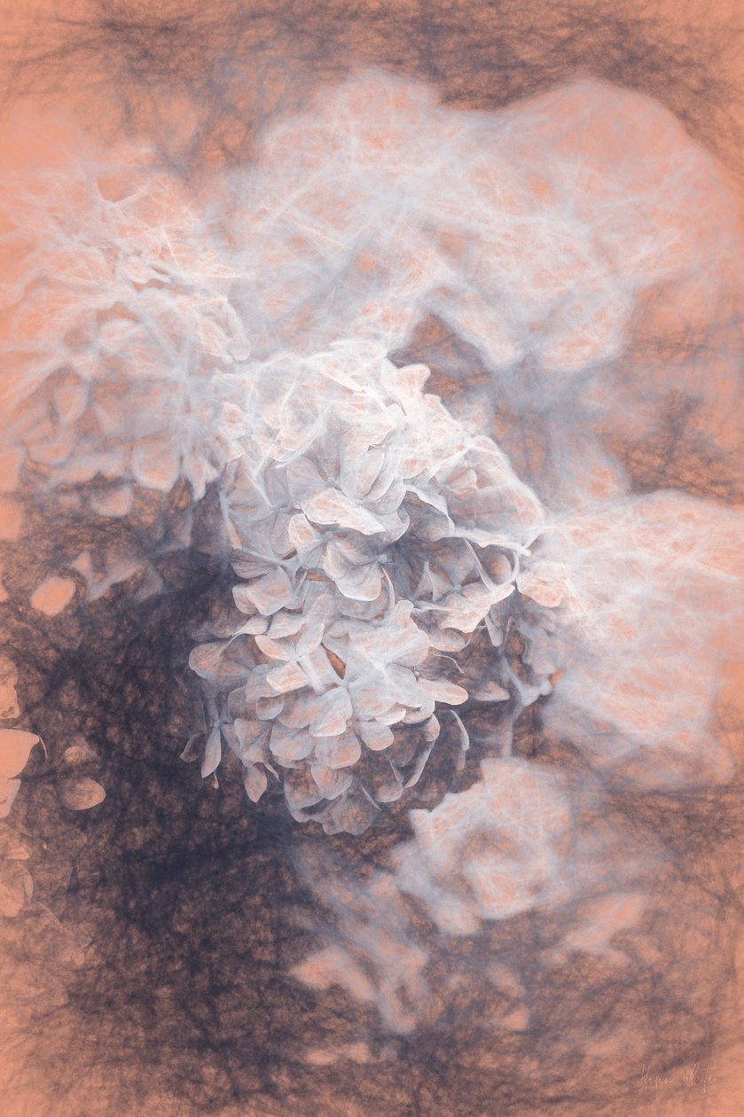 Hyrangeas kake, 2018, av Helen White